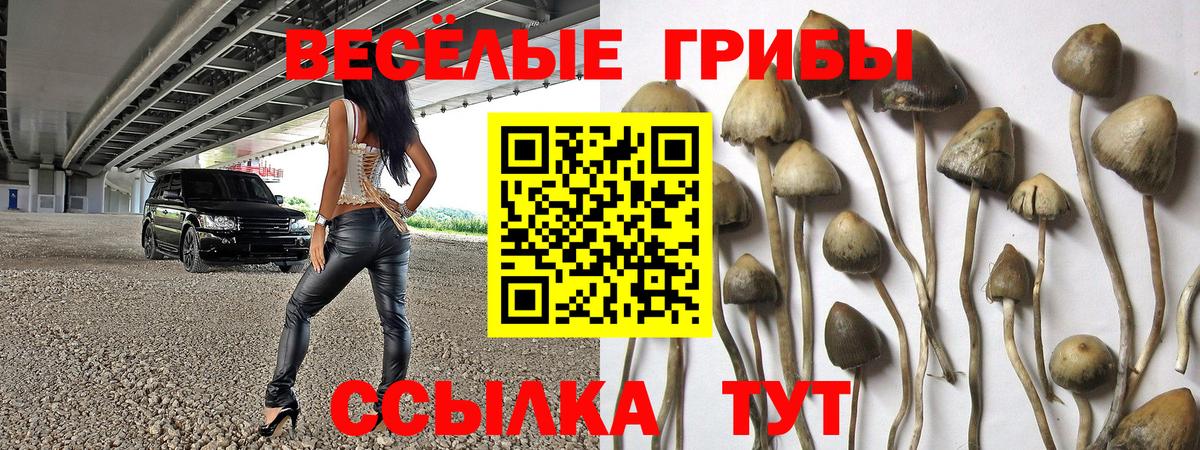 Чистополь  Галлюциногенные грибы прущие грибы  Вход с VPN 